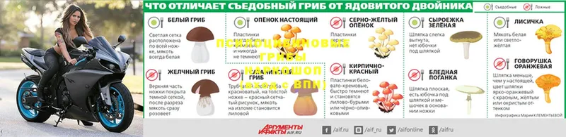 Галлюциногенные грибы Psilocybe  Арсеньев 